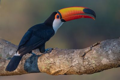 Toku Toucan, SouthWild Lodge, Pantanal – Brazil