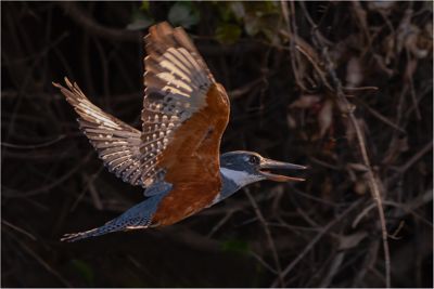 Ringed Kingfisher