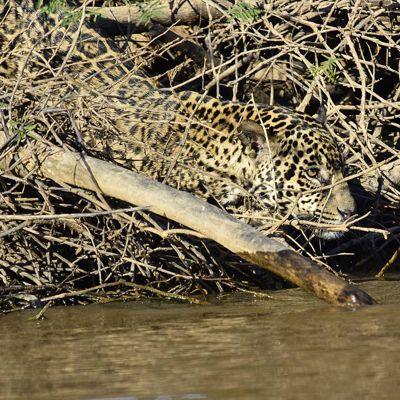 Beverly Dillard, 2018 Brazil Pantanal Jaguar Wildlife Photo Expedition, photograph 3