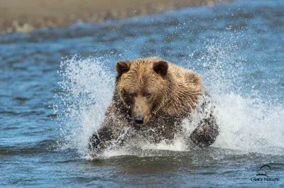 David and Shiela Glatz, 2012 Alaska Brown Bear Photography Trip #1, photograph 1