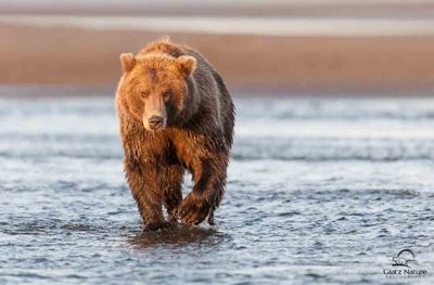 David and Shiela Glatz, 2012 Alaska Brown Bear Photography Trip #1, photograph 2