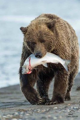 David and Shiela Glatz, 2012 Alaska Brown Bear Photography Trip #1, photograph 3