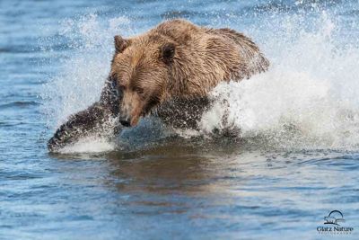 David and Shiela Glatz, 2012 Alaska Brown Bear Photography Trip #1, photograph 4