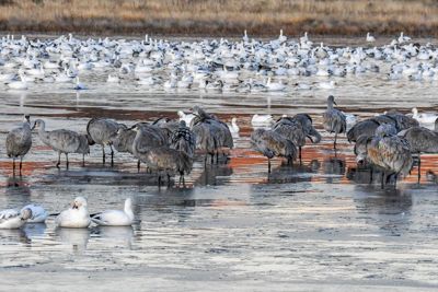 Nick Fotheringham, 2018 Bosque del Apache Bird and White Sands Photography Tour I, photograph 1