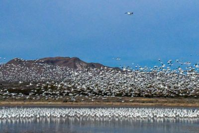 Nick Fotheringham, 2018 Bosque del Apache Bird and White Sands Photography Tour I, photograph 2
