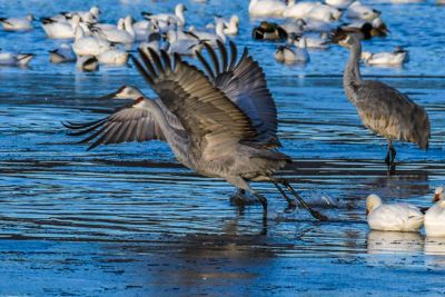 Nick Fotheringham, 2018 Bosque del Apache Bird and White Sands Photography Tour I, photograph 3