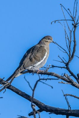 Nick Fotheringham, 2018 Bosque del Apache Bird and White Sands Photography Tour I, photograph 4