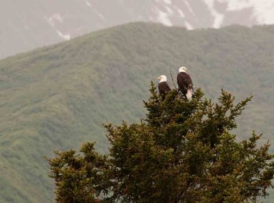 David and Shiela Glatz, 2010 Alaska Brown Bear Photography Trip #1, photograph 1