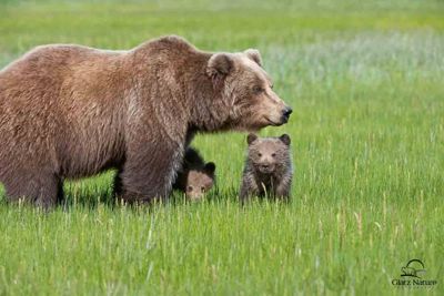 David and Shiela Glatz, 2010 Alaska Brown Bear Photography Trip #1, photograph 2