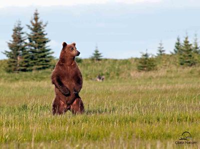 David and Shiela Glatz, 2010 Alaska Brown Bear Photography Trip #1, photograph 3