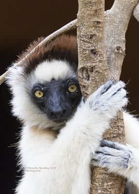 Rhonda Handley, 2018 Ultimate Madagascar Photography Tour, photograph 1