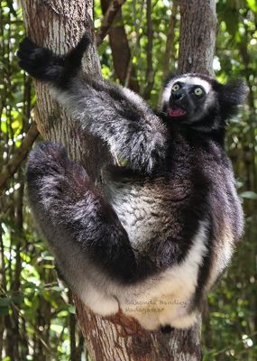 Indris lemur