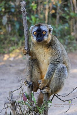 Rhonda Handley, 2018 Ultimate Madagascar Photography Tour, photograph 3