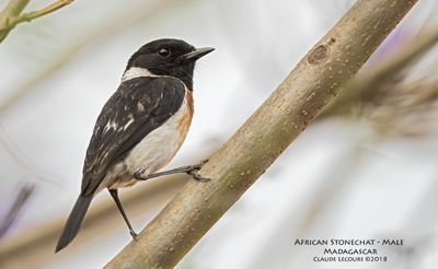 Claude R. Lecours, 2018 Ultimate Madagascar Photography Tour, photograph 1