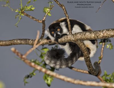 Claude R. Lecours, 2018 Ultimate Madagascar Photography Tour, photograph 3