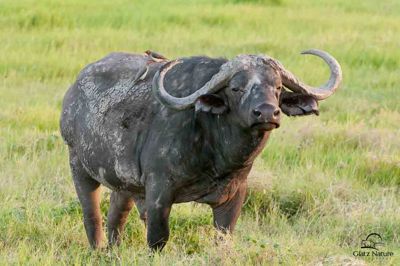 Large male Cape Buffalo in evening light, with Red-Billed Oxpeckers on his back, Amboseli National Park, Kenya.