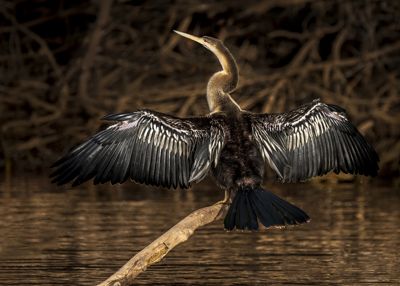 Anhinga at Sunset