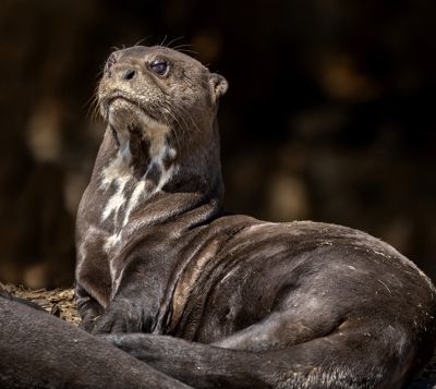 A Regal-Appearing Giant Otter