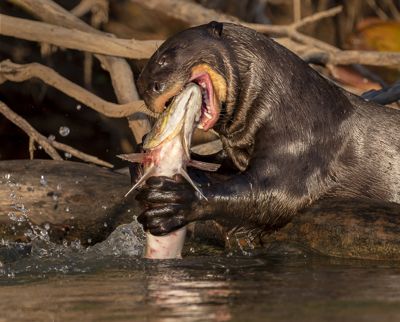 Anticipation! Giant Otter with Peacock Bass