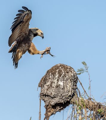 Black-Collared Hawk with Fish