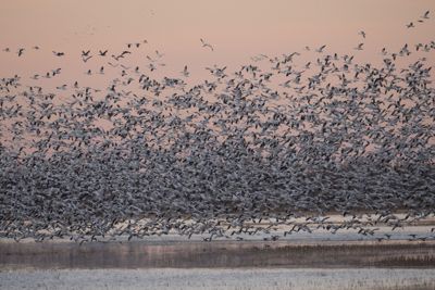 Migration of the Monarch