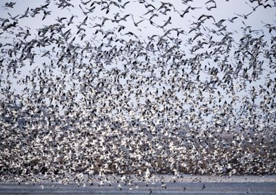 Migration of the Monarch