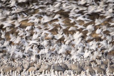 Migration of the Monarch