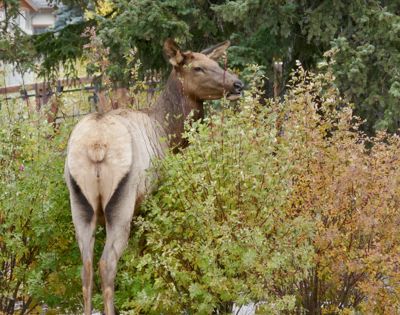 Eileen Raney, 2018 Canadian Rockies Fall Photography Tour, photograph 3