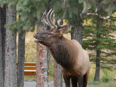 Eileen Raney, 2018 Canadian Rockies Fall Photography Tour, photograph 4