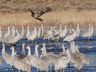 Vivian Teague, 2018 Bosque del Apache Bird and White Sands Photography Tour III, photograph 1