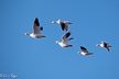 Vivian Teague, 2018 Bosque del Apache Bird and White Sands Photography Tour III, photograph 2