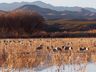 Vivian Teague, 2018 Bosque del Apache Bird and White Sands Photography Tour III, photograph 4