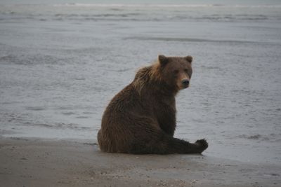 Joanne Dougherty, 2018 Alaska Brown Bear Photography Tour I, photograph 2