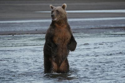 Joanne Dougherty, 2018 Alaska Brown Bear Photography Tour I, photograph 3