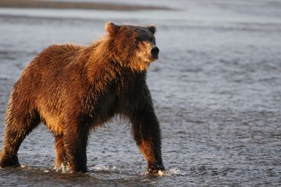 Joanne Dougherty, 2018 Alaska Brown Bear Photography Tour I, photograph 4