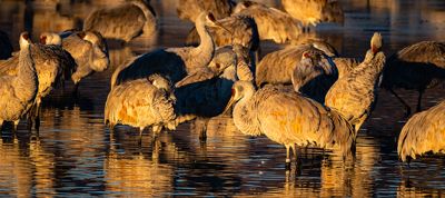 Jim Farmer, 2019 Bosque del Apache Bird and White Sands Photography Tour, photograph 1