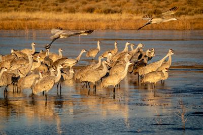 Jim Farmer, 2019 Bosque del Apache Bird and White Sands Photography Tour, photograph 2