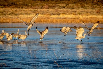 Jim Farmer, 2019 Bosque del Apache Bird and White Sands Photography Tour, photograph 3