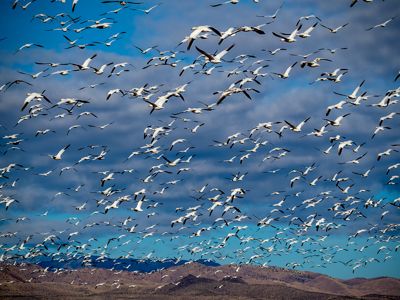 Jim Farmer, 2019 Bosque del Apache Bird and White Sands Photography Tour, photograph 4