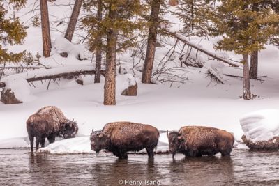 Henry Tsang, 2019 Winter in Yellowstone Photography Tour II, photograph 1