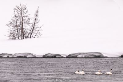 Henry Tsang, 2019 Winter in Yellowstone Photography Tour II, photograph 2