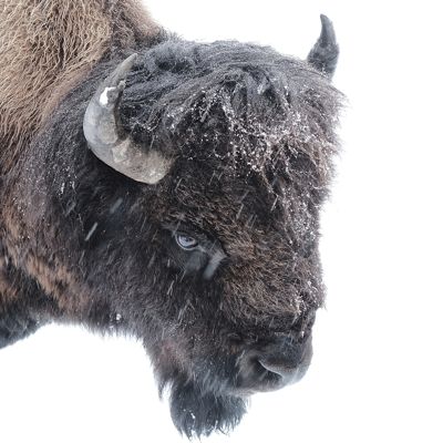 Jim Hartwell, 2019 Winter in Yellowstone Photography Tour II, photograph 3