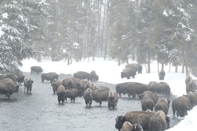 Jim Hartwell, 2019 Winter in Yellowstone Photography Tour II, photograph 4