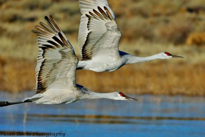 Susan L. Roehl, 2019 Bosque del Apache Bird and White Sands Photography Tour, photograph 1