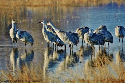 Susan L. Roehl, 2019 Bosque del Apache Bird and White Sands Photography Tour, photograph 2