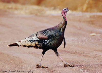 Susan L. Roehl, 2019 Bosque del Apache Bird and White Sands Photography Tour, photograph 3
