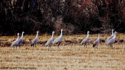 Susan L. Roehl, 2019 Bosque del Apache Bird and White Sands Photography Tour, photograph 4