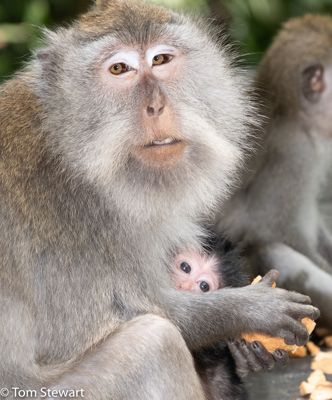 Macaque in Bali