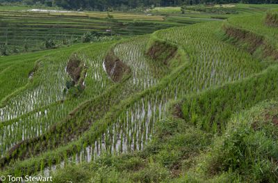 One of many rice paddies we saw in our drive.