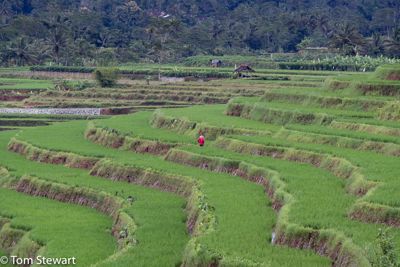 A touch of red midst the green.